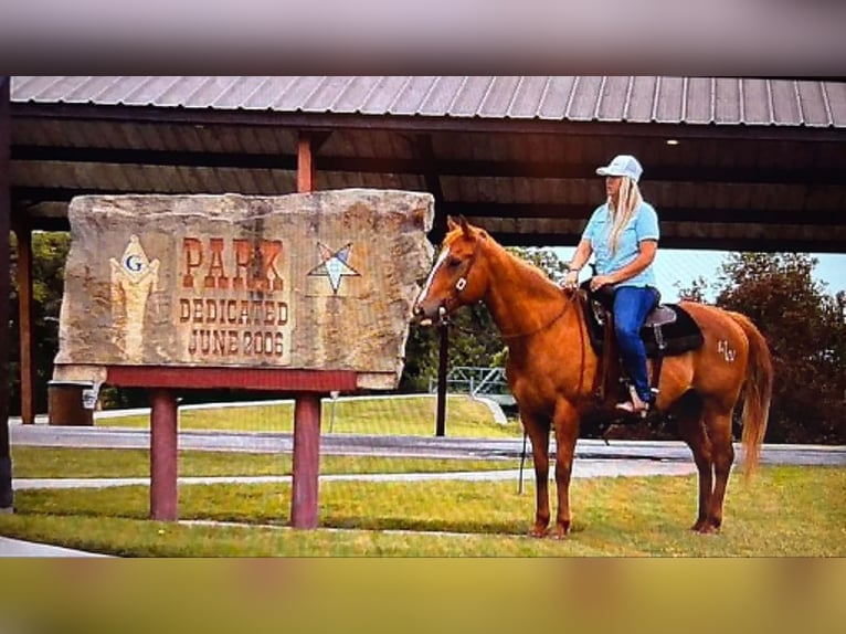 American Quarter Horse Mix Ruin 14 Jaar 142 cm Roodvos in Poolville