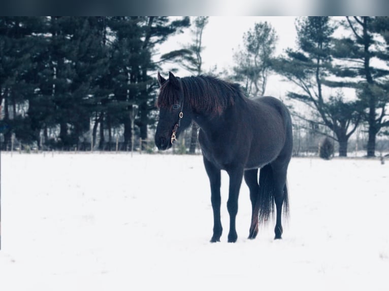 American Quarter Horse Ruin 14 Jaar 142 cm Zwart in North Judson