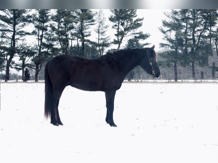 American Quarter Horse Ruin 14 Jaar 142 cm Zwart in North Judson