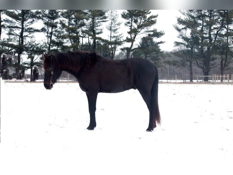 American Quarter Horse Ruin 14 Jaar 142 cm Zwart in North Judson