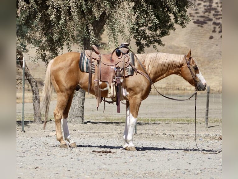 American Quarter Horse Ruin 14 Jaar 145 cm Overo-alle-kleuren in Paicines, CA