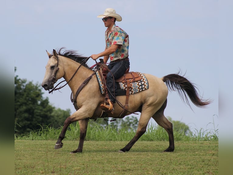 American Quarter Horse Ruin 14 Jaar 147 cm Buckskin in Brodhead KY