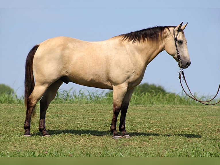 American Quarter Horse Ruin 14 Jaar 147 cm Buckskin in Brodhead KY