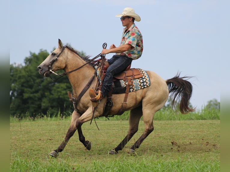 American Quarter Horse Ruin 14 Jaar 147 cm Buckskin in Brodhead KY