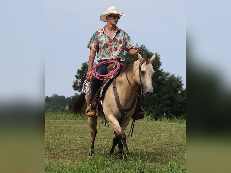 American Quarter Horse Ruin 14 Jaar 147 cm Buckskin in Brodhead KY