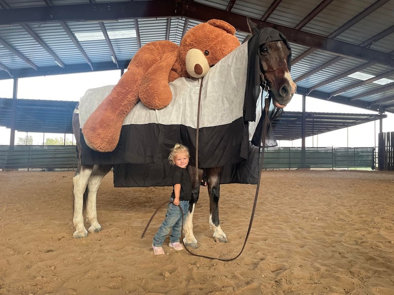 American Quarter Horse Ruin 14 Jaar 147 cm Roan-Bay in Cleburne tx