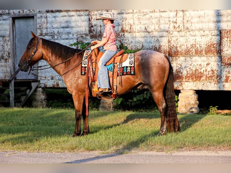 American Quarter Horse Ruin 14 Jaar 147 cm Roan-Bay in Mt Hope Al