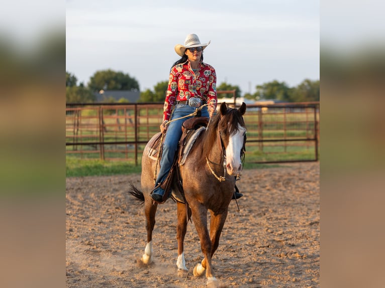 American Quarter Horse Ruin 14 Jaar 147 cm Roan-Red in Georgetown, TX