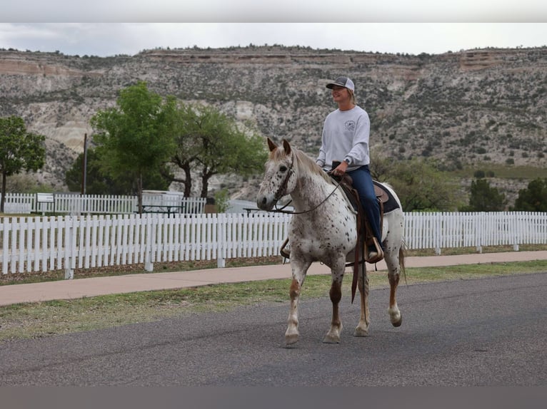 American Quarter Horse Ruin 14 Jaar 147 cm Roan-Red in Cottonwood AZ