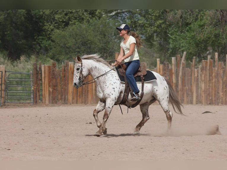 American Quarter Horse Ruin 14 Jaar 147 cm Roan-Red in Cottonwood AZ