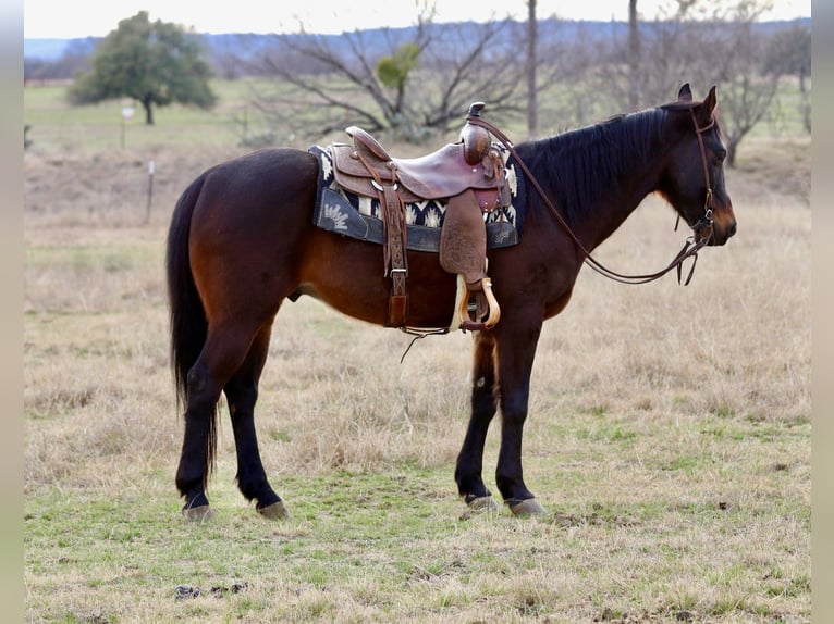 American Quarter Horse Ruin 14 Jaar 147 cm Roodbruin in Mineral Wells