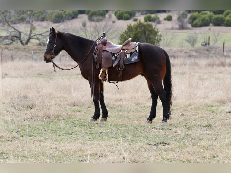 American Quarter Horse Ruin 14 Jaar 147 cm Roodbruin in Mineral Wells