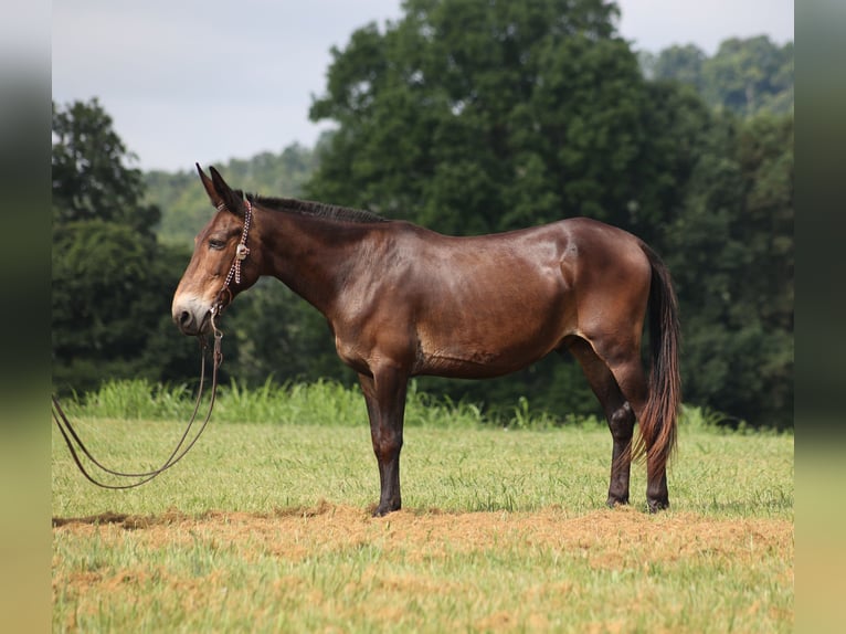 American Quarter Horse Ruin 14 Jaar 147 cm Roodbruin in Whitley City KY
