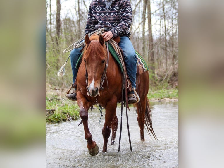 American Quarter Horse Ruin 14 Jaar 147 cm Roodvos in HARDINSBURG IN