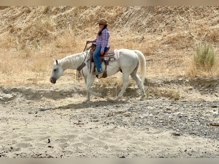 American Quarter Horse Ruin 14 Jaar 147 cm Schimmel in Paso Robles CA