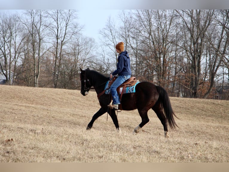 American Quarter Horse Ruin 14 Jaar 147 cm Zwart in MO