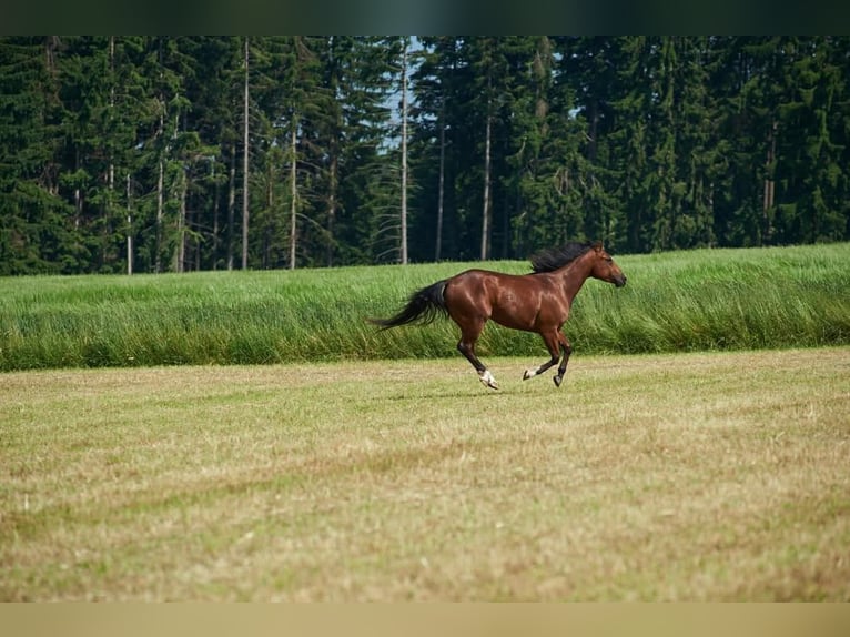 American Quarter Horse Ruin 14 Jaar 148 cm Bruin in Raabs an der Thaya