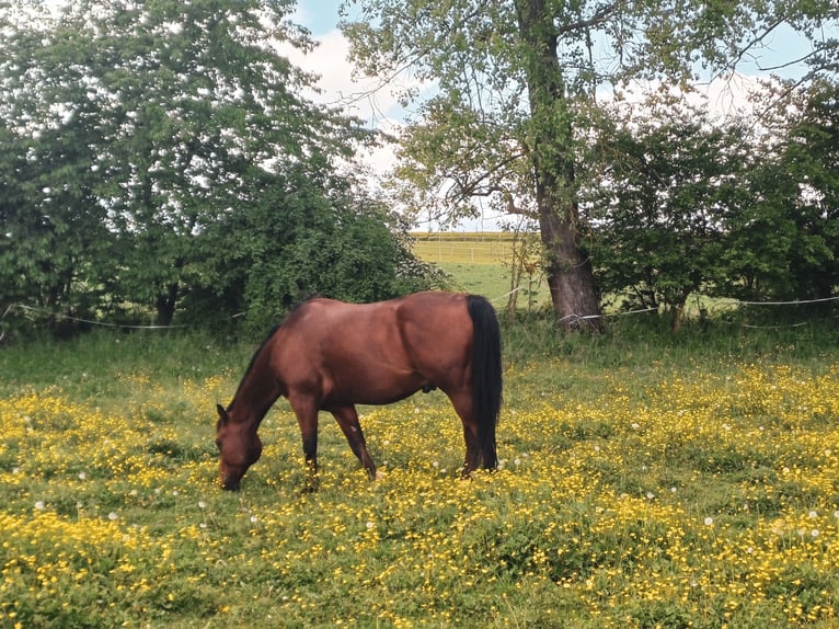 American Quarter Horse Ruin 14 Jaar 148 cm Bruin in Raabs an der Thaya