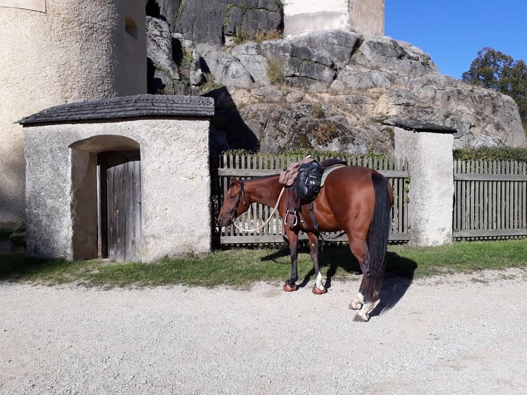 American Quarter Horse Ruin 14 Jaar 148 cm Bruin in Raabs an der Thaya