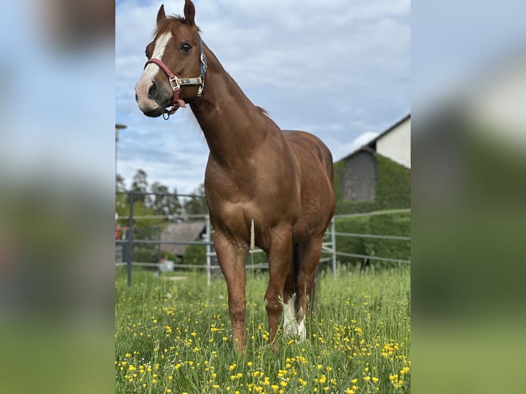 American Quarter Horse Ruin 14 Jaar 148 cm Bruin in Sulzbach-Rosenberg