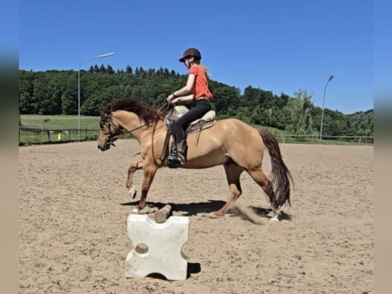 American Quarter Horse Ruin 14 Jaar 149 cm Red Dun in Modautal