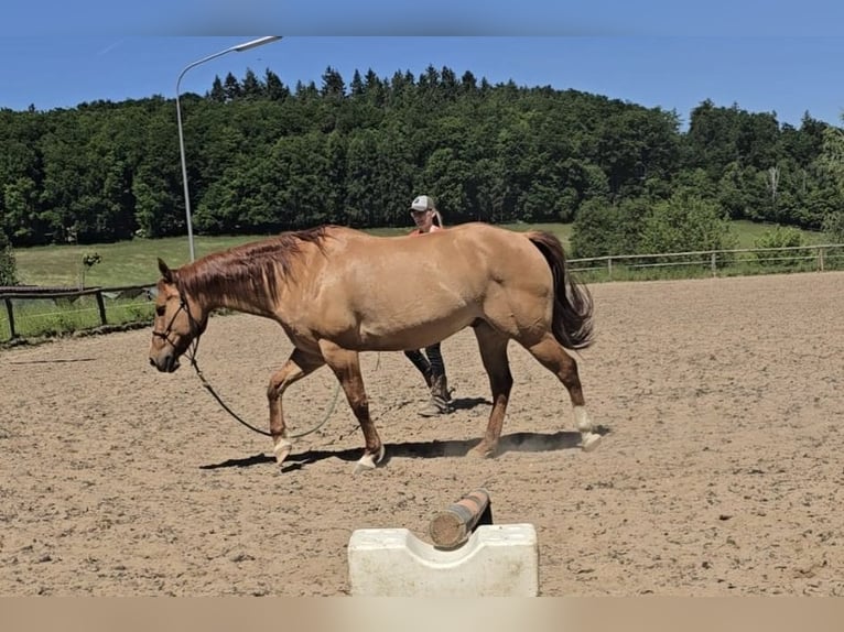 American Quarter Horse Ruin 14 Jaar 149 cm Red Dun in Modautal