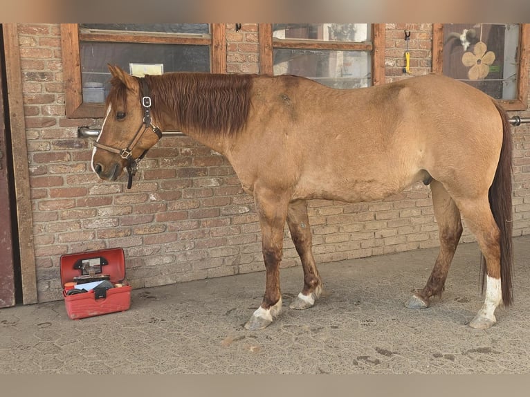 American Quarter Horse Ruin 14 Jaar 149 cm Red Dun in Modautal