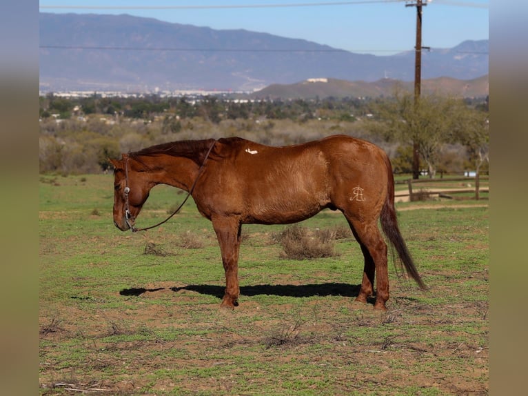 American Quarter Horse Ruin 14 Jaar 150 cm Falbe in Norco
