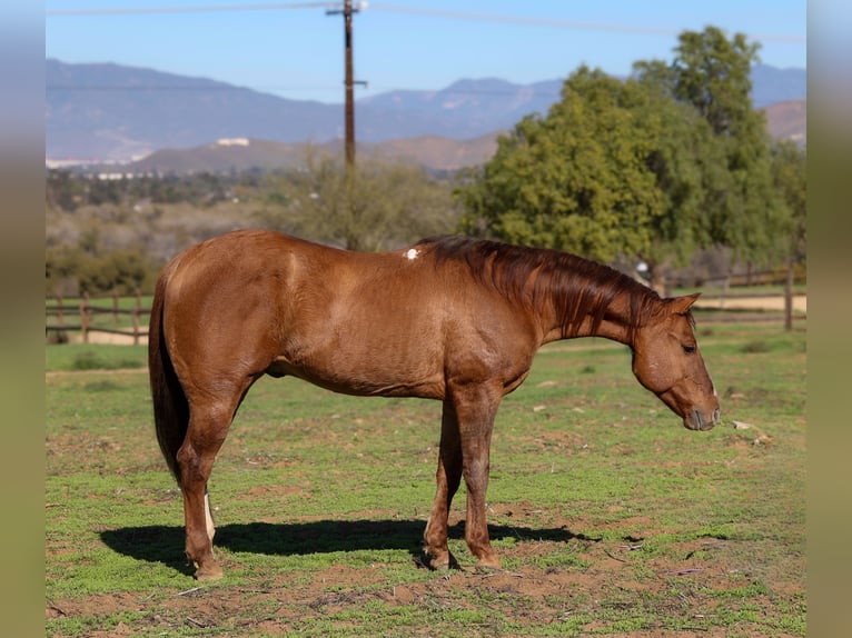 American Quarter Horse Ruin 14 Jaar 150 cm Falbe in Norco
