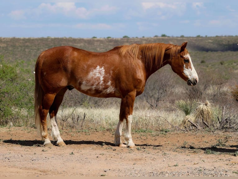 American Quarter Horse Ruin 14 Jaar 150 cm Overo-alle-kleuren in Camp Verde AZ