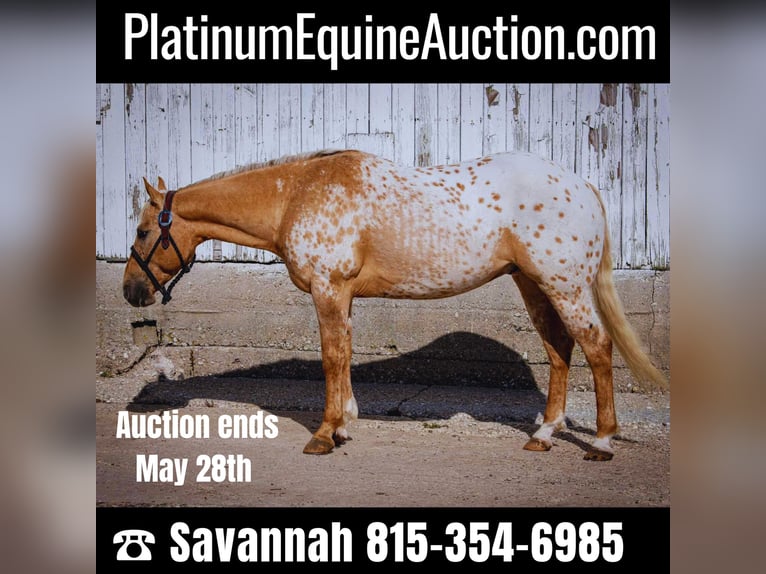 American Quarter Horse Ruin 14 Jaar 150 cm Palomino in Woodstock IL