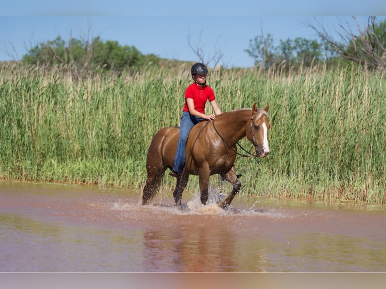 American Quarter Horse Ruin 14 Jaar 150 cm Palomino in Lisbon, IA