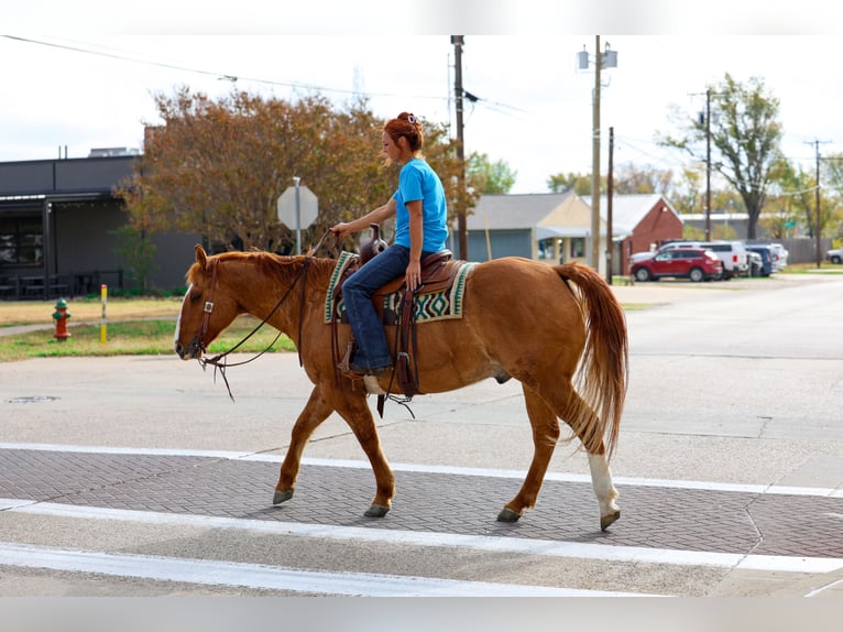 American Quarter Horse Ruin 14 Jaar 150 cm Red Dun in Forney