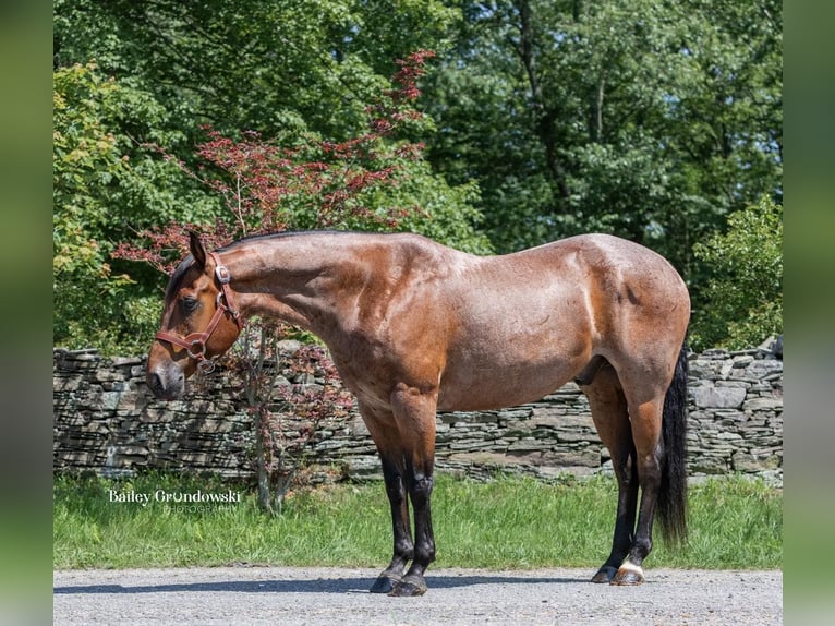 American Quarter Horse Ruin 14 Jaar 150 cm Roan-Bay in Everett PA