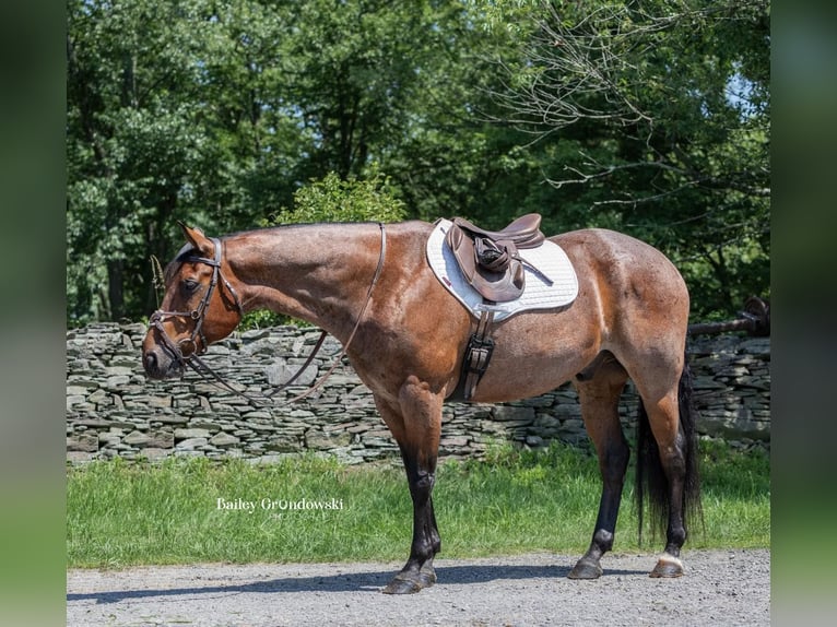 American Quarter Horse Ruin 14 Jaar 150 cm Roan-Bay in Everett PA