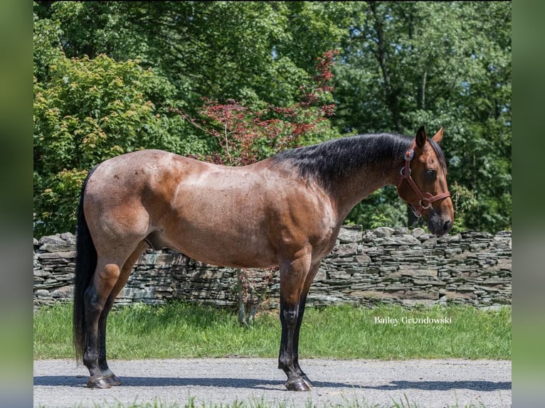 American Quarter Horse Ruin 14 Jaar 150 cm Roan-Bay in Everett PA