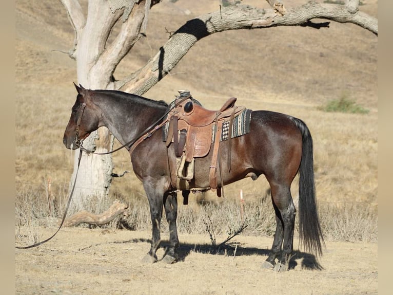 American Quarter Horse Ruin 14 Jaar 150 cm Roan-Bay in Paicines CA
