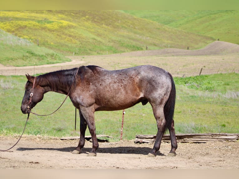 American Quarter Horse Ruin 14 Jaar 150 cm Roan-Blue in King City