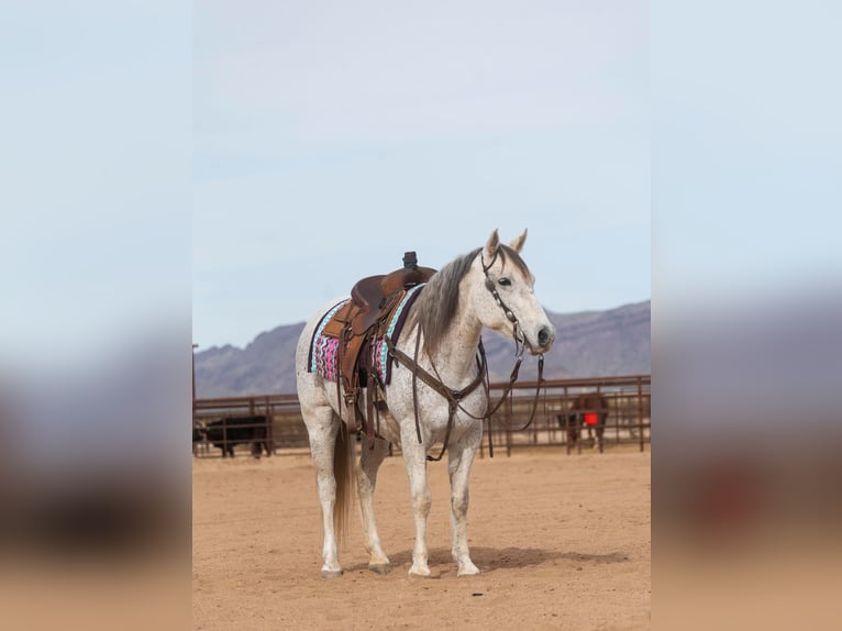 American Quarter Horse Ruin 14 Jaar 150 cm Schimmel in Wickenburg AZ