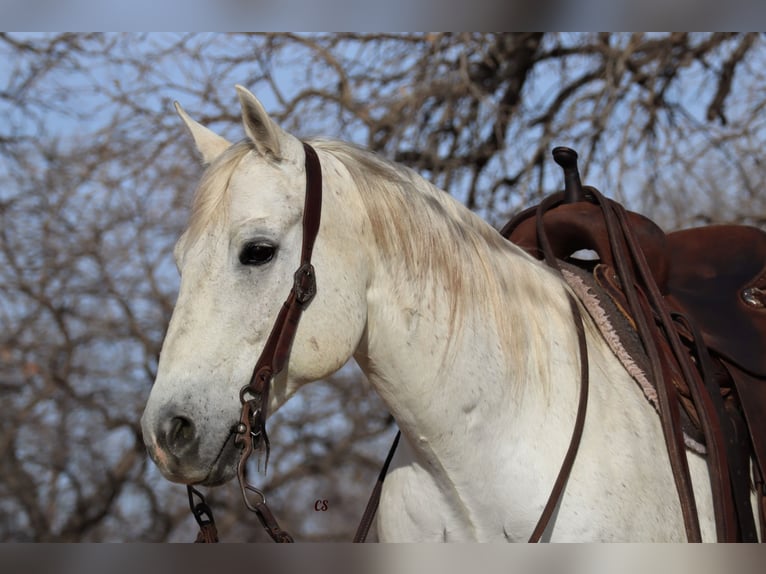 American Quarter Horse Ruin 14 Jaar 150 cm Schimmel in Jacksboro, TX