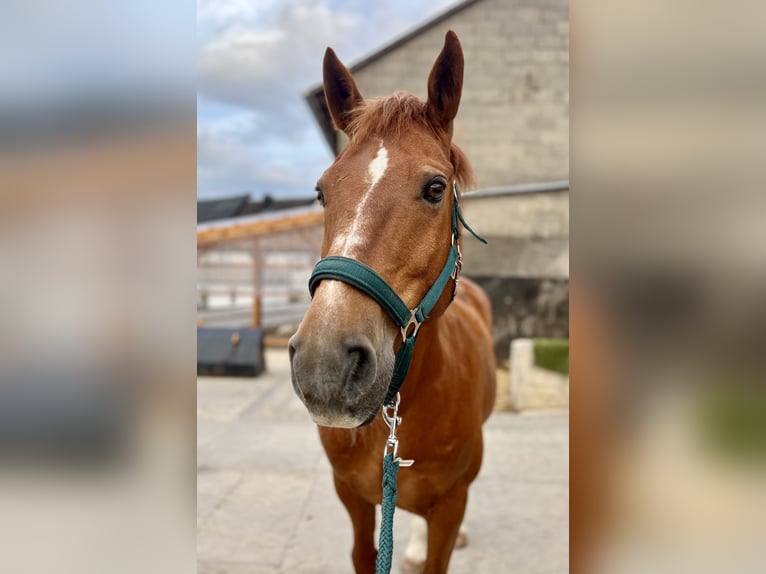 American Quarter Horse Mix Ruin 14 Jaar 150 cm Vos in Sankt Goar