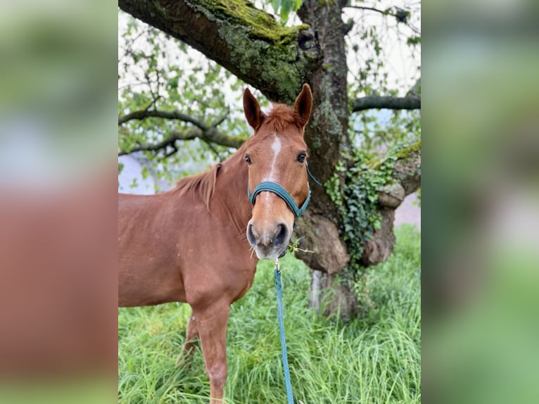 American Quarter Horse Mix Ruin 14 Jaar 150 cm Vos in Sankt Goar