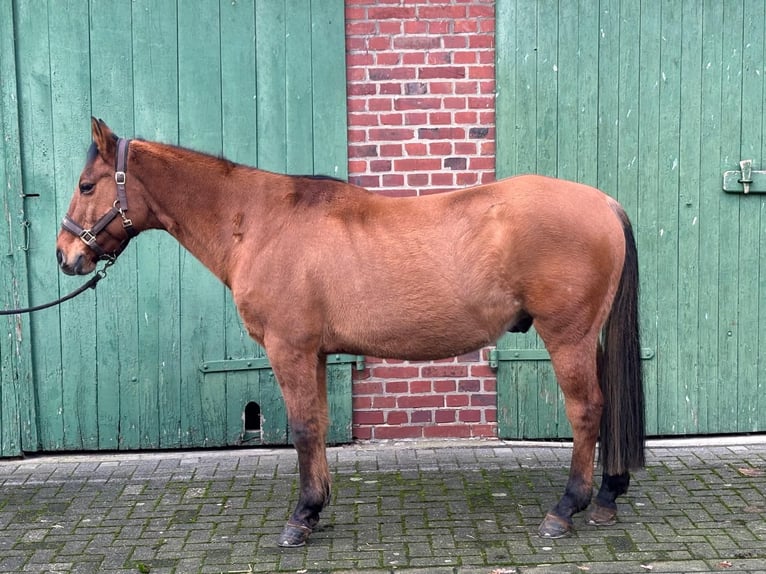 American Quarter Horse Ruin 14 Jaar 150 cm  in Haltern am See