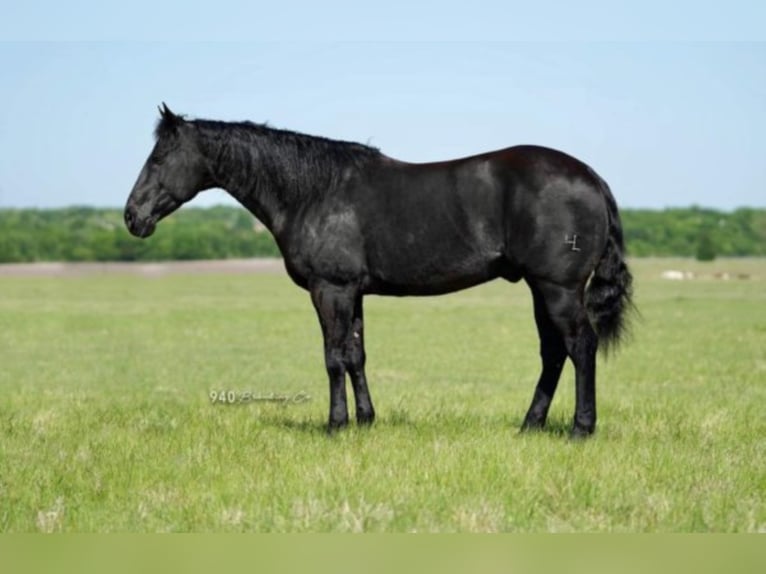 American Quarter Horse Ruin 14 Jaar 150 cm Zwart in waco TX