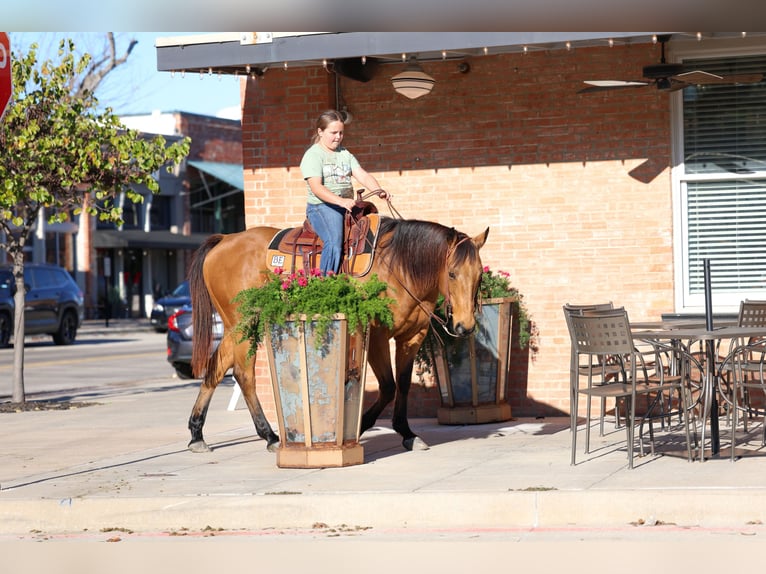 American Quarter Horse Ruin 14 Jaar 152 cm Buckskin in Forney