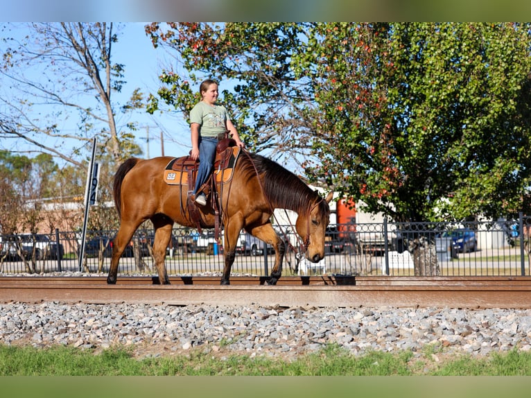 American Quarter Horse Ruin 14 Jaar 152 cm Buckskin in Forney