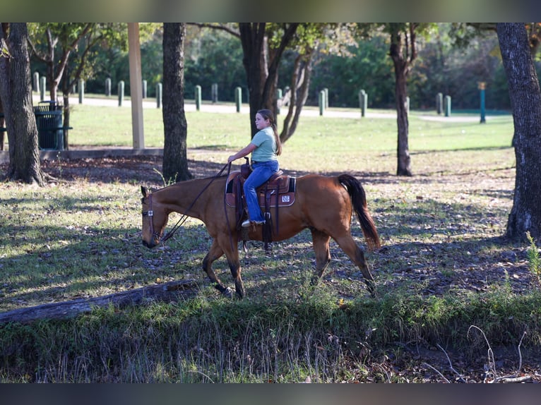 American Quarter Horse Ruin 14 Jaar 152 cm Buckskin in Forney