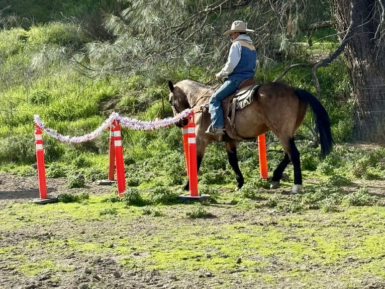 American Quarter Horse Ruin 14 Jaar 152 cm Buckskin in Tres Pinos