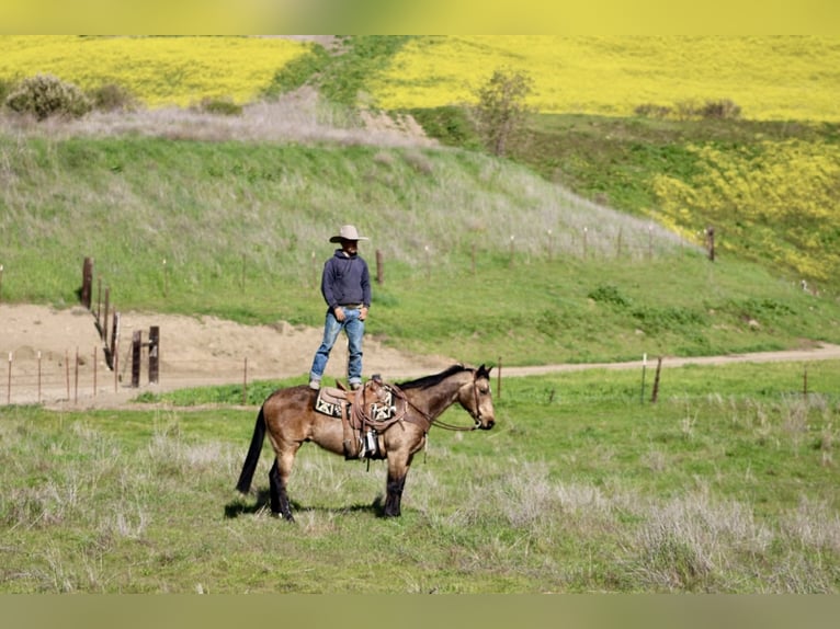 American Quarter Horse Ruin 14 Jaar 152 cm Buckskin in Tres Pinos