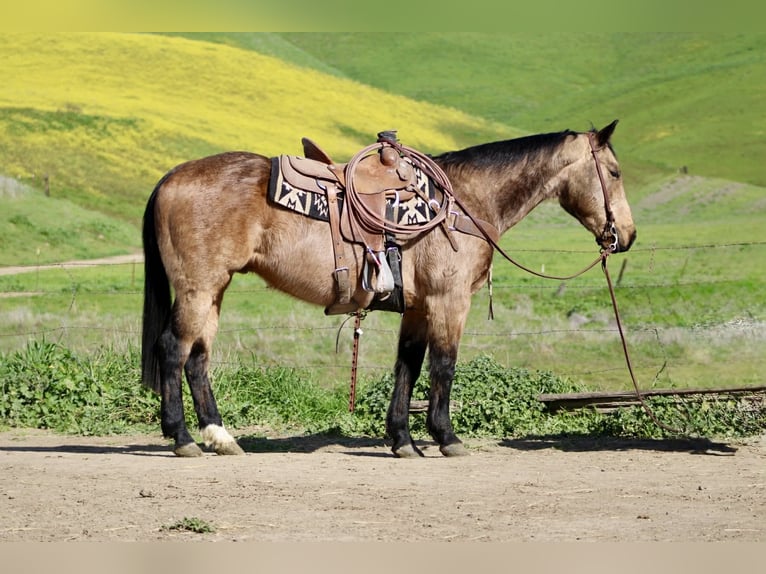 American Quarter Horse Ruin 14 Jaar 152 cm Buckskin in Tres Pinos